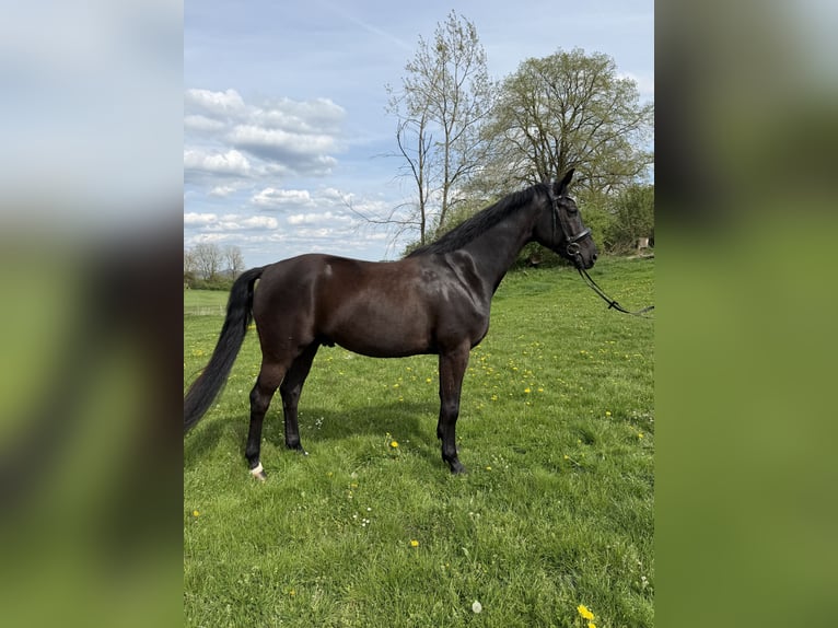 Westphalien Hongre 4 Ans 167 cm Bai brun foncé in Attendorn