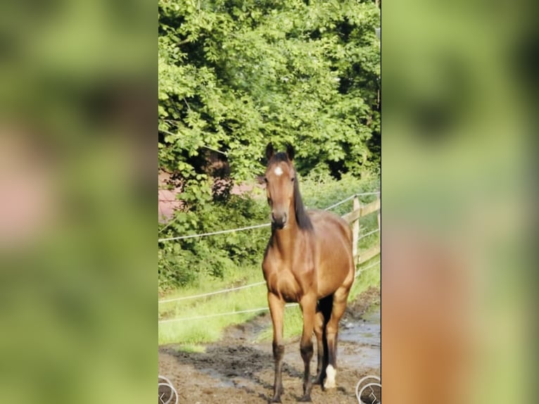 Westphalien Hongre 4 Ans 167 cm Bai in Gummersbach