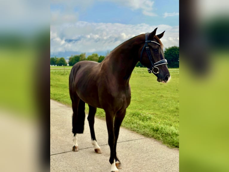 Westphalien Hongre 4 Ans 167 cm Noir in Luterbach