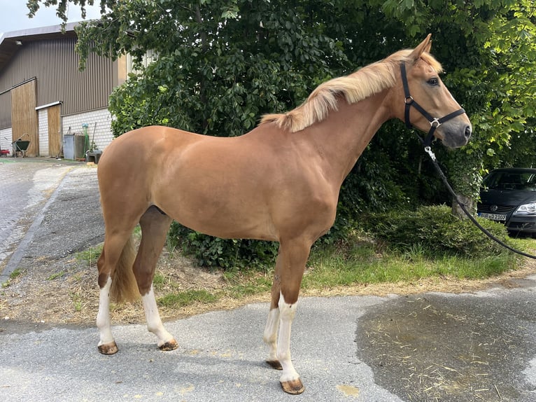 Westphalien Hongre 4 Ans 168 cm Alezan in Büren Westphalien Hongre 4 Ans 168 cm Alezan in Büren