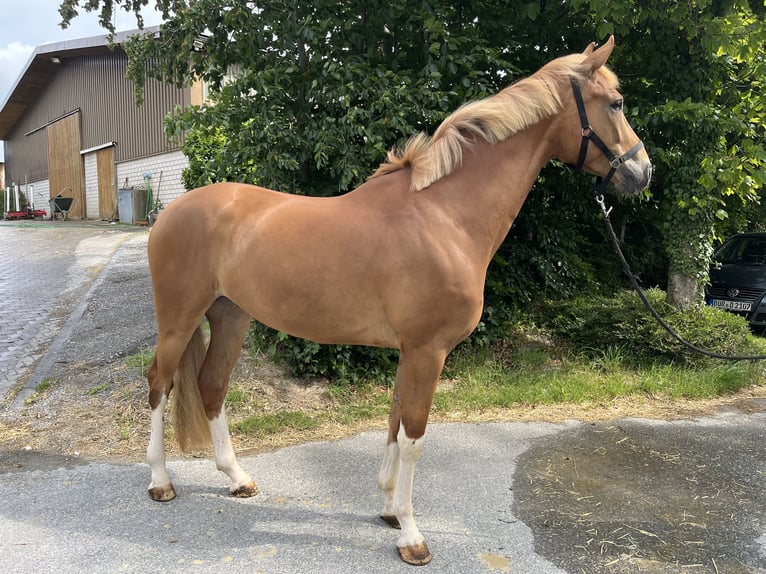 Westphalien Hongre 4 Ans 168 cm Alezan in Büren Westphalien Hongre 4 Ans 168 cm Alezan in Büren