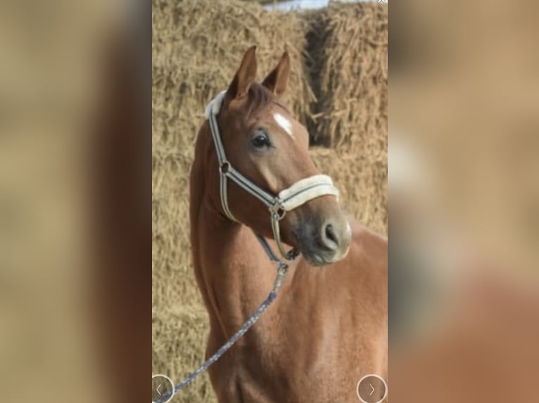 Westphalien Hongre 4 Ans 168 cm Alezan in Gummersbach