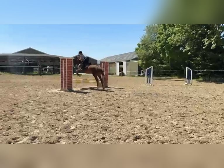 Westphalien Hongre 4 Ans 168 cm Alezan in Gummersbach