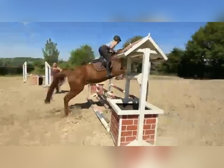 Westphalien Hongre 4 Ans 168 cm Alezan in Gummersbach