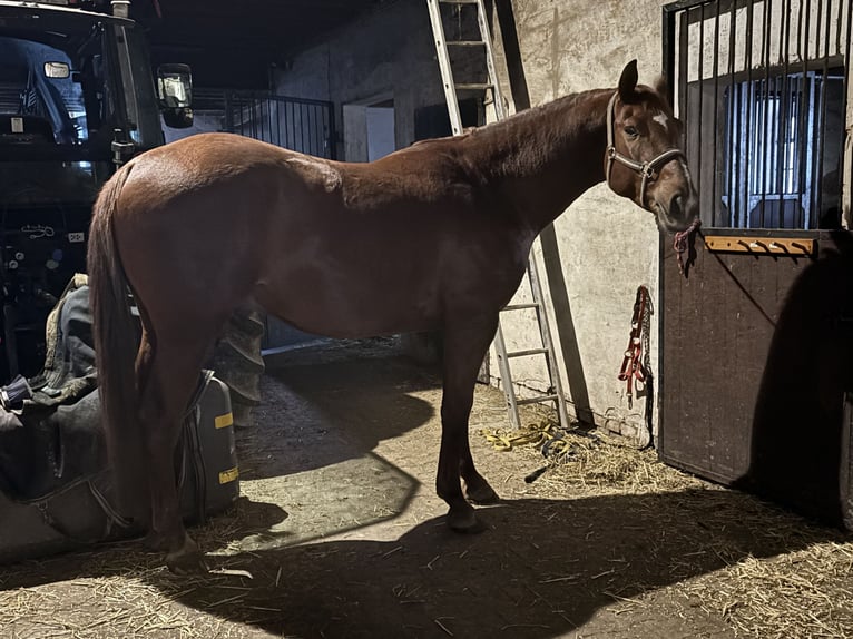 Westphalien Hongre 4 Ans 168 cm Alezan in Büren