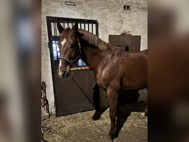 Westphalien Hongre 4 Ans 168 cm Alezan in Büren