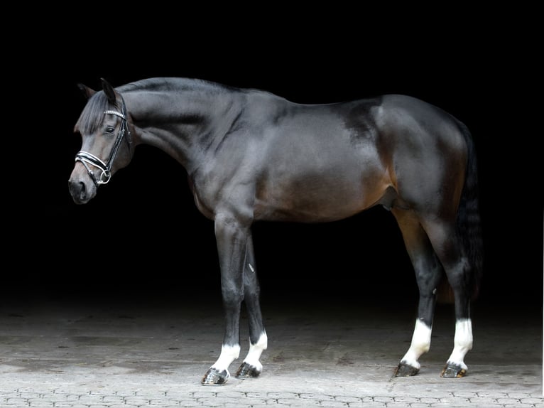 Westphalien Hongre 4 Ans 168 cm Bai brun foncé in Greven