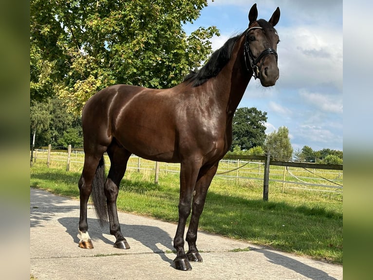 Westphalien Hongre 4 Ans 168 cm Bai brun foncé in Langenberg