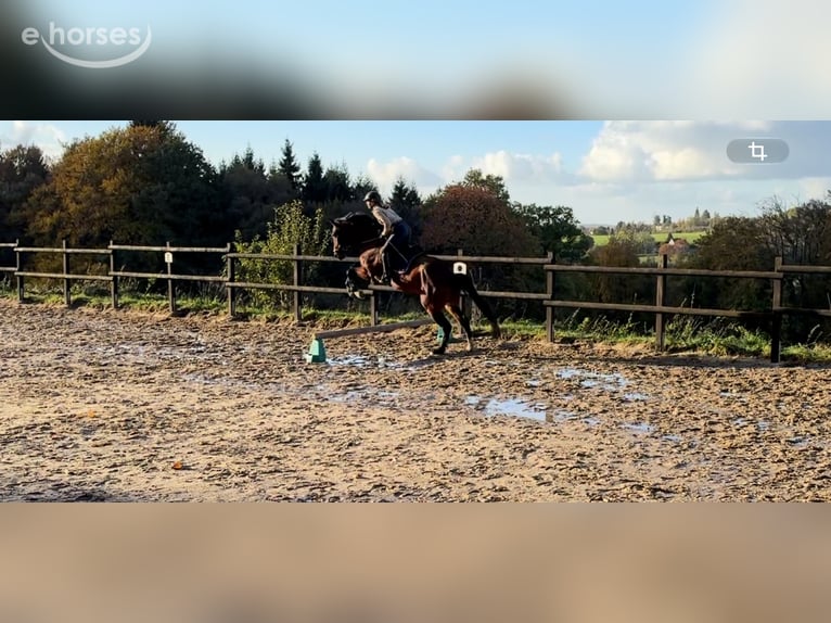 Westphalien Hongre 4 Ans 168 cm Bai in Marienheide