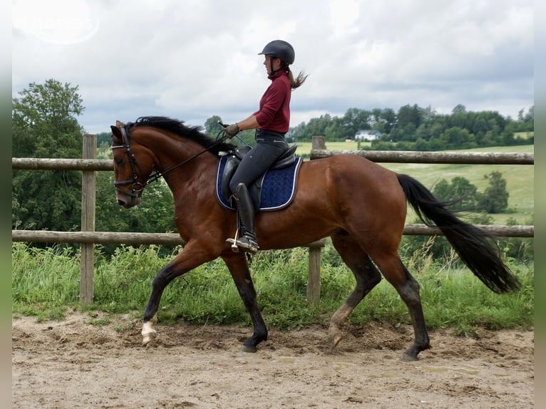Westphalien Hongre 4 Ans 168 cm Bai in Marienheide