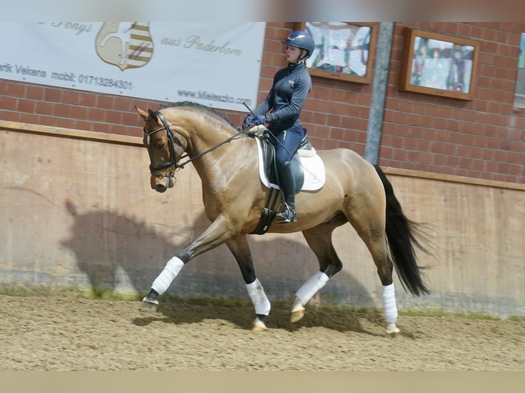 Westphalien Hongre 4 Ans 168 cm Bai in Paderborn