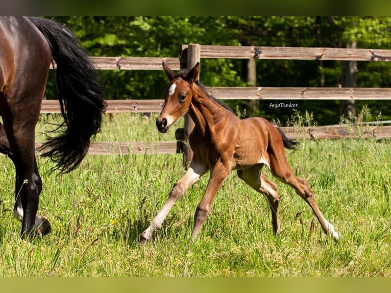 Westphalien Hongre 4 Ans 168 cm Bai in Gevelsberg