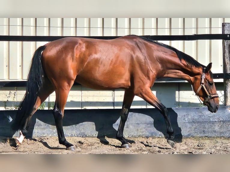 Westphalien Hongre 4 Ans 168 cm Bai in Gevelsberg