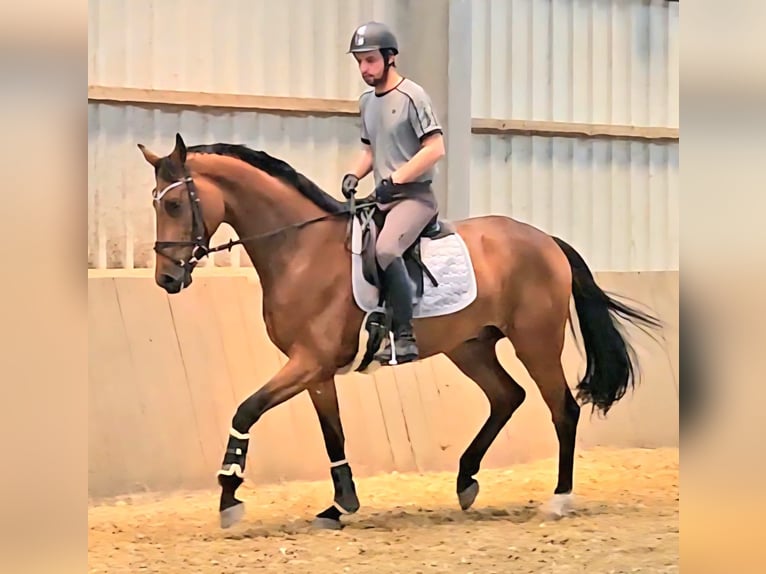 Westphalien Hongre 4 Ans 168 cm Bai in Gevelsberg