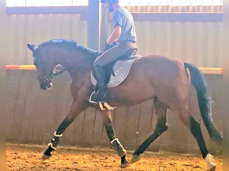 Westphalien Hongre 4 Ans 168 cm Bai in Gevelsberg
