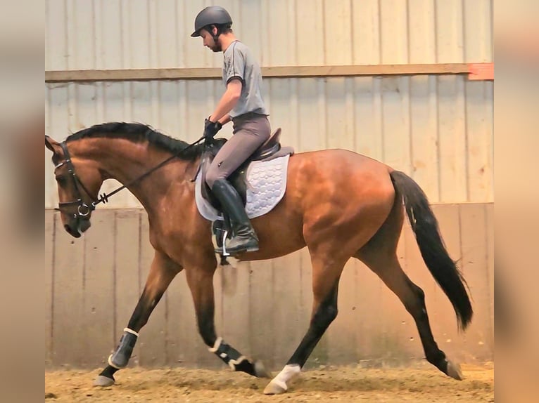 Westphalien Hongre 4 Ans 168 cm Bai in Gevelsberg
