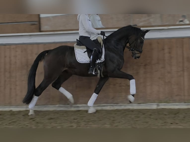 Westphalien Hongre 4 Ans 168 cm Bai in Lippetal