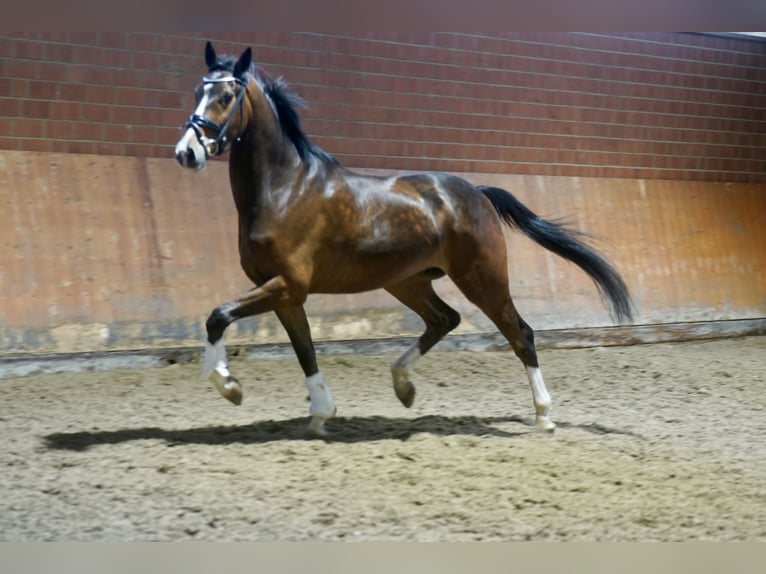 Westphalien Hongre 4 Ans 168 cm Bai in Paderborn