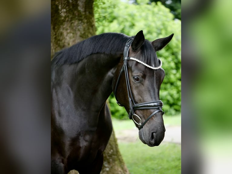 Westphalien Hongre 4 Ans 168 cm Noir in Duisburg