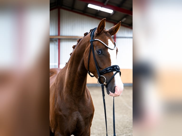 Westphalien Hongre 4 Ans 169 cm Alezan brûlé in Hohenfelde