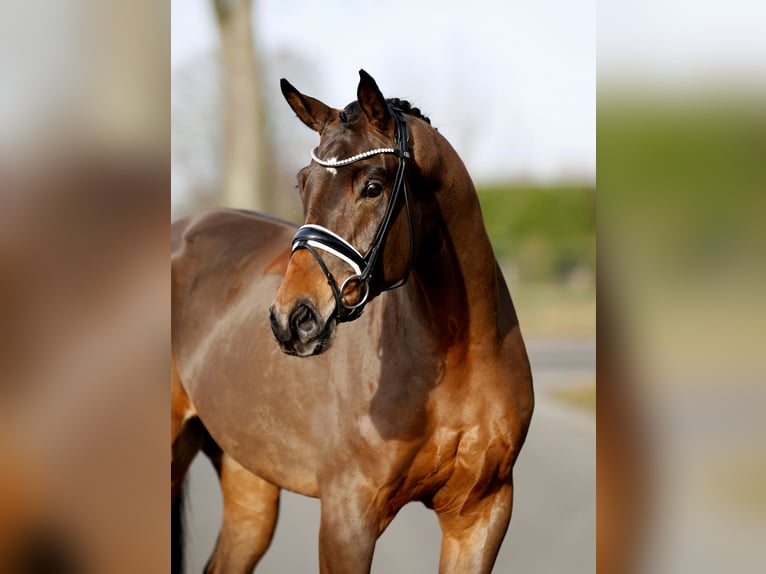 Westphalien Hongre 4 Ans 169 cm Bai brun in Vechta