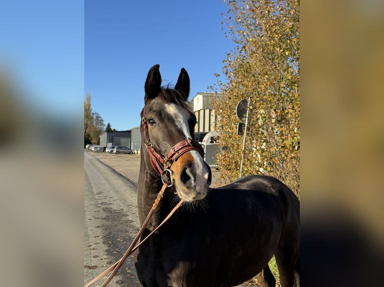 Westphalien Hongre 4 Ans 169 cm Bai brun in Melle