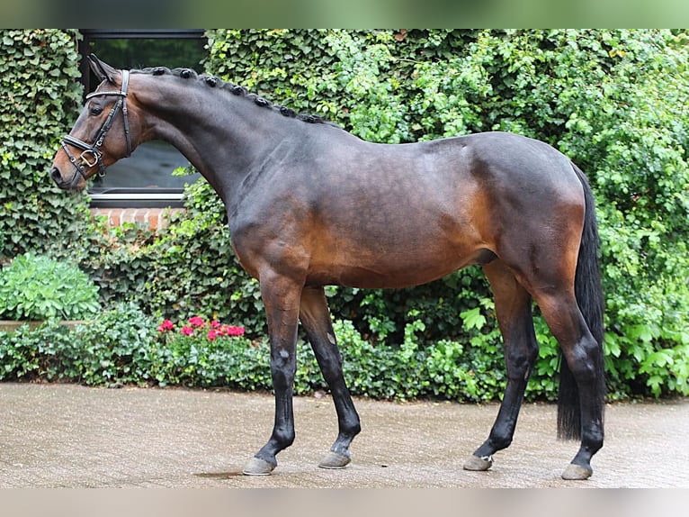 Westphalien Hongre 4 Ans 169 cm Bai brun in Meinersen