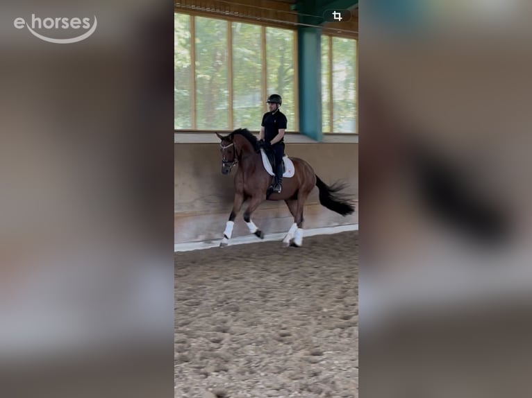 Westphalien Hongre 4 Ans 169 cm Bai in Ibbenbüren