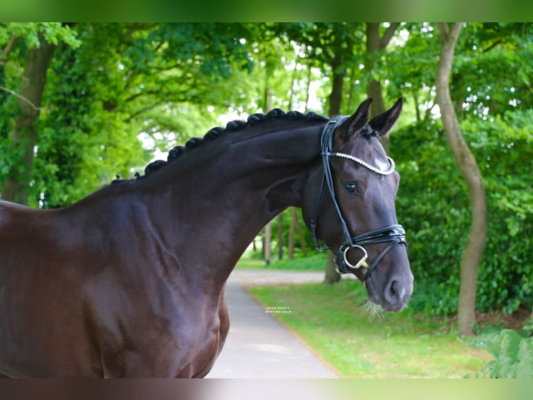 Westphalien Hongre 4 Ans 169 cm Noir in Recke, bei Osnabr&#xFC;ck
