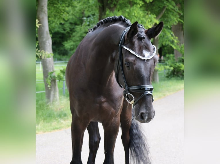 Westphalien Hongre 4 Ans 169 cm Noir in Recke, bei Osnabr&#xFC;ck