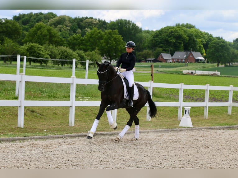 Westphalien Hongre 4 Ans 169 cm Noir in Recke, bei Osnabr&#xFC;ck