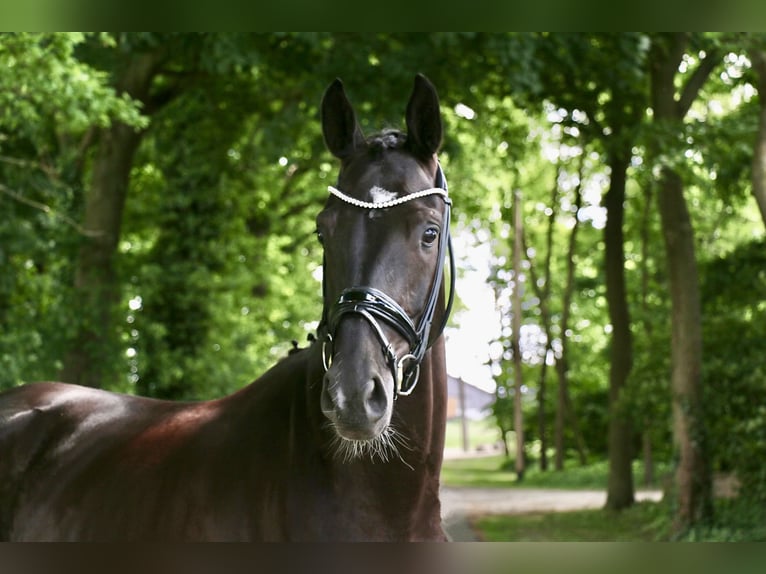 Westphalien Hongre 4 Ans 169 cm Noir in Recke, bei Osnabr&#xFC;ck