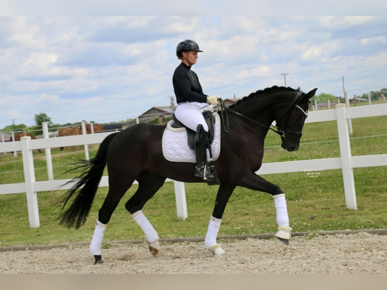 Westphalien Hongre 4 Ans 169 cm Noir in Recke, bei Osnabr&#xFC;ck