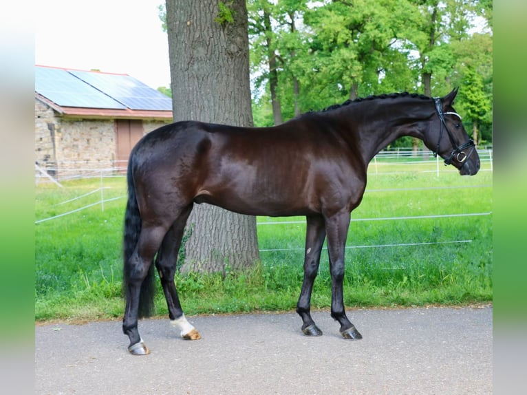 Westphalien Hongre 4 Ans 169 cm Noir in Recke, bei Osnabr&#xFC;ck
