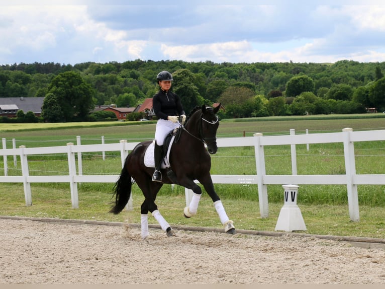 Westphalien Hongre 4 Ans 169 cm Noir in Recke, bei Osnabr&#xFC;ck
