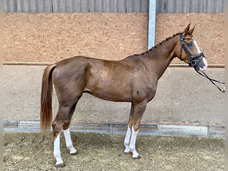 Westphalien Hongre 4 Ans 170 cm Alezan brûlé in Hude (Oldenburg)