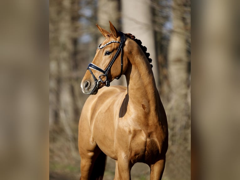 Westphalien Hongre 4 Ans 170 cm Alezan in Steinfurt