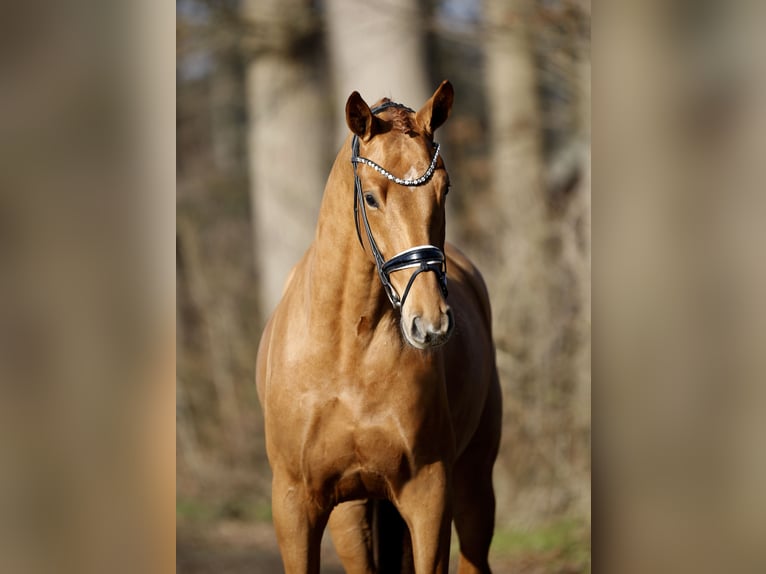 Westphalien Hongre 4 Ans 170 cm Alezan in Steinfurt