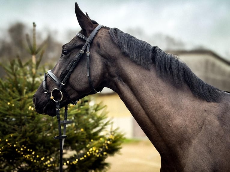 Westphalien Hongre 4 Ans 170 cm Bai brun in Barntrup