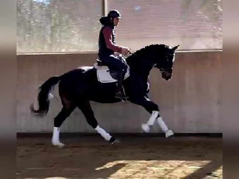 Westphalien Hongre 4 Ans 170 cm Bai brun foncé in Telgte
