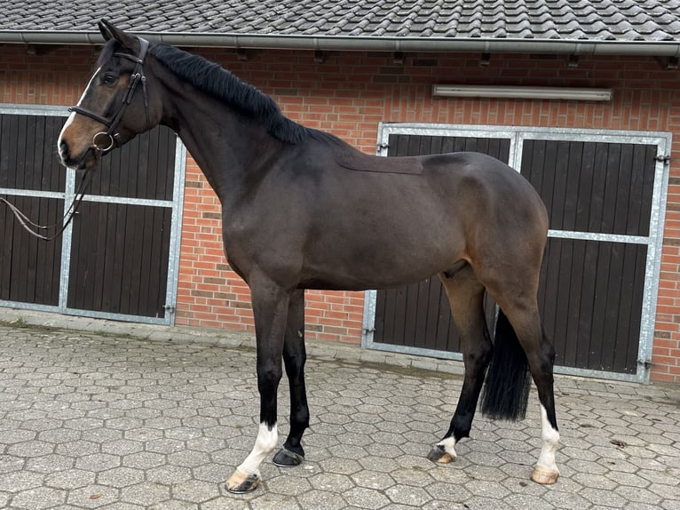 Westphalien Hongre 4 Ans 170 cm Bai in Rees