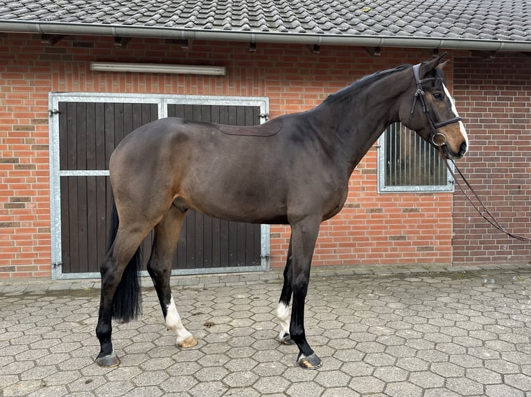 Westphalien Hongre 4 Ans 170 cm Bai in Rees