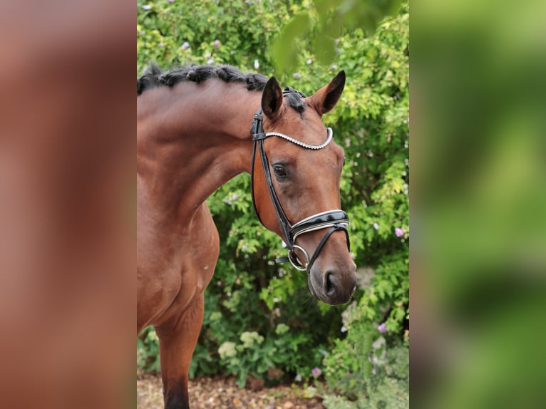 Westphalien Hongre 4 Ans 170 cm Bai in Werne