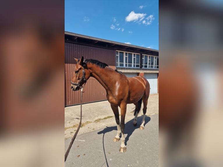 Westphalien Hongre 4 Ans 170 cm Bai in Ibbenbüren