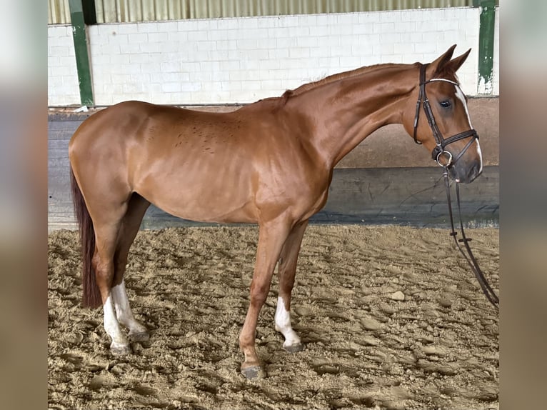 Westphalien Hongre 4 Ans 171 cm Alezan in Versmold