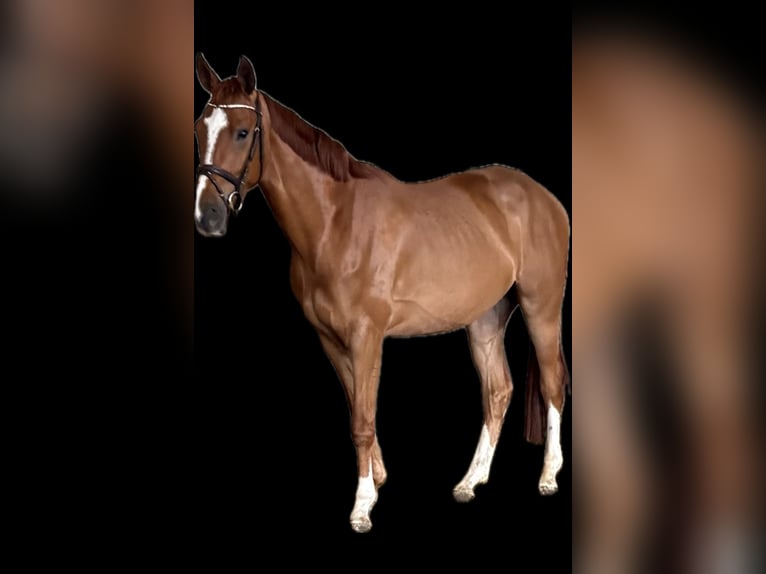 Westphalien Hongre 4 Ans 171 cm Alezan in Versmold