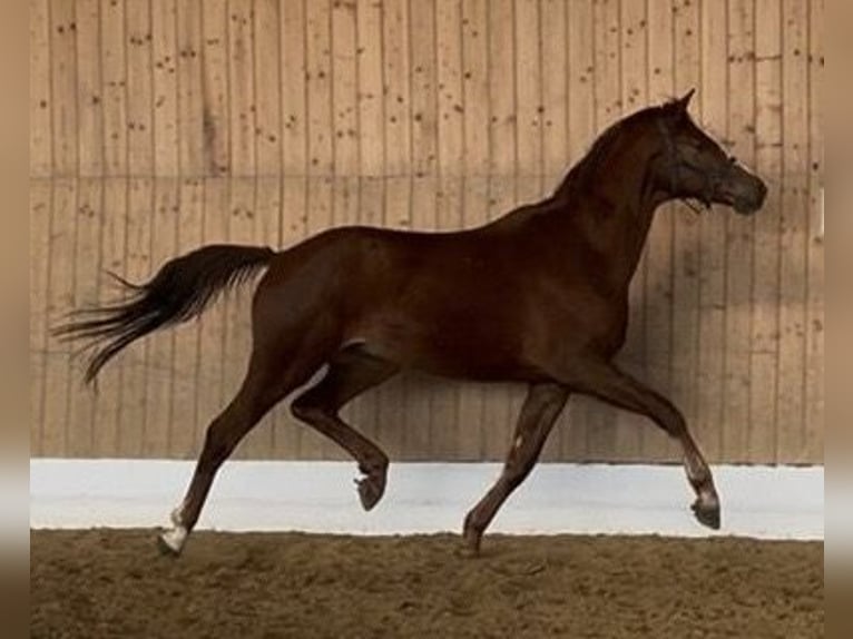 Westphalien Hongre 4 Ans 171 cm Alezan in Verl