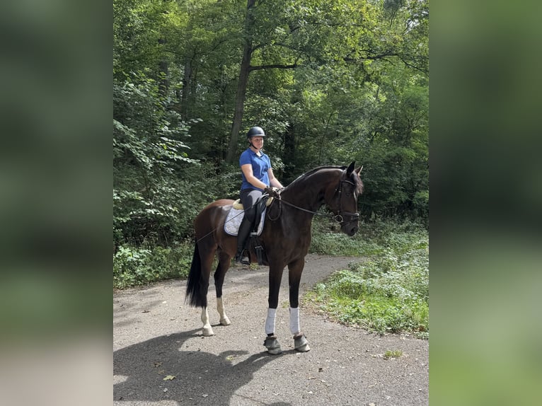 Westphalien Hongre 4 Ans 171 cm Bai brun in Pfaffenhofen