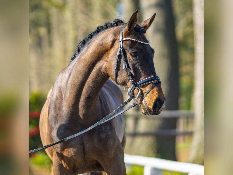 Westphalien Hongre 4 Ans 171 cm Bai brun in Münster-Handorf