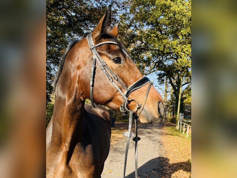 Westphalien Hongre 4 Ans 171 cm Bai in Ennigerloh